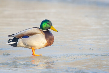 The Mallard , wild duck (Anas platyrhynchos) at winter time, frozen river. wildlife