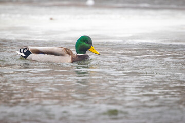 The Mallard , wild duck (Anas platyrhynchos) at winter time, frozen river. wildlife