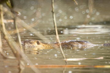 Eurasian beaver (Castor fiber), large rodent swimming in the river . Wildlife.