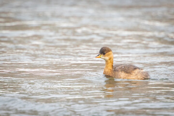 Little Grebe, Dabchick (Tachybaptus ruficollis) on lake. wildlife