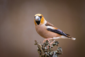 Wild bird hawfinch (Coccothraustes Coccothraustes) on the branch. Wildlife scenery.