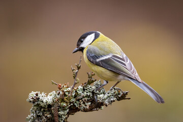 Great Tit (Parus Major) on branch. Wildlife scenery.