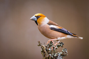Wild bird hawfinch (Coccothraustes Coccothraustes) on the branch. Wildlife scenery.