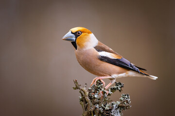 Wild bird hawfinch (Coccothraustes Coccothraustes) on the branch. Wildlife scenery.