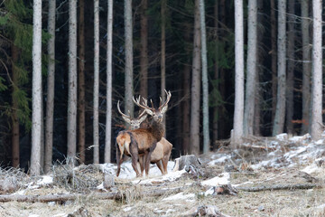 Naklejka na ściany i meble Red deer (cervus elaphus) Two males standing on a log in the background of the forest. wildlife