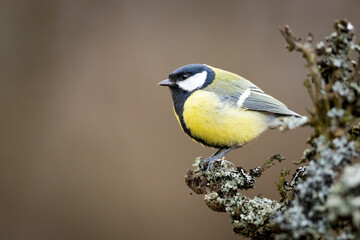 Great Tit (Parus Major) on branch. Wildlife scenery.
