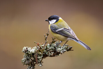 Great Tit (Parus Major) on branch. Wildlife scenery.