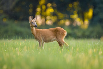Roe deer (Capreolus capreolus) , standing on a meadow. wildlife
