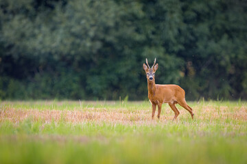 Naklejka na ściany i meble Roe deer (Capreolus capreolus) , standing on a meadow. wildlife