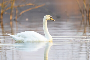 Plakat Mute swan (Cygnus olor) swim on the water. 