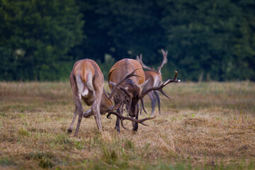 Two red deer stags fighting during rutting season. Wildlife scenery