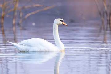 Mute swan (Cygnus olor) swim on the water. 