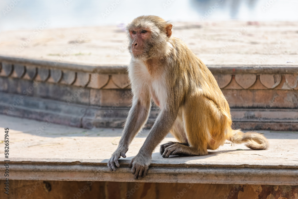 Wall mural a monkey sits on the steps near the river