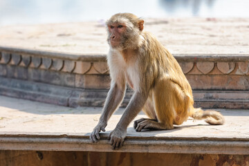 A monkey sits on the steps near the river