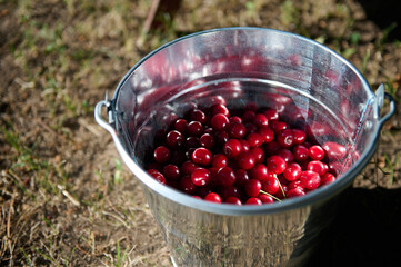 Fresh harvest of organic ripe mature sour cherries in a metal galvanized bucket in orchard. Harvesting cherry berries in the springtime. Close-up. Copy advertising space