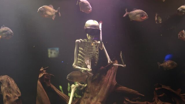 Fish swim around a skeleton model, in mysterious lighting. Skeleton with scuba diving goggles in the aquarium