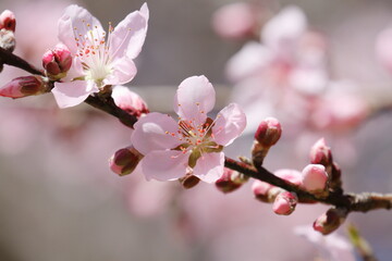 アーモンドの花