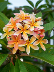 Frangipani aka Plumeria Flowers, orange with pink and yellow tones, Australian coastal garden 