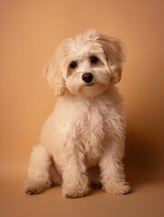 portrait photo of a puppy, isolated on a pastel color background