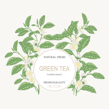 Tea background. Hand drawn Camellia sinensis plant. Green tea branches with leaves and flowers. Vector illustration. Round frame design.