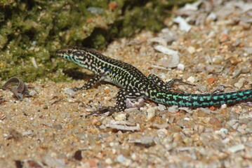 rettile della sardegna