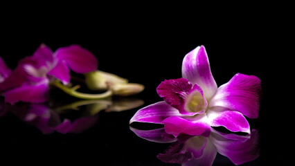 Purple orchid flower and reflection on black background.