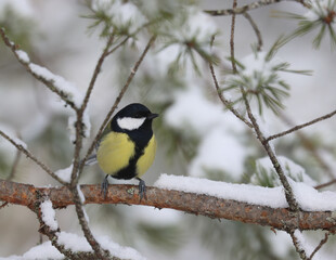 Great tit