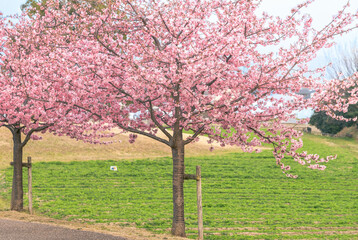 馬見丘陵公園の河津桜