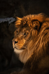 Closeup Gold Portrait of Lion in Zoo. Beautiful Male Panthera Leo with Furry Mane in Zoological Garden.