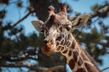 Portrait of Rothschild Giraffe in Zoo. Close-up of Giraffa Camelopardalis in Zoological Garden.