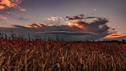 Ciemna chmura burzowa nad polem kukurydzy