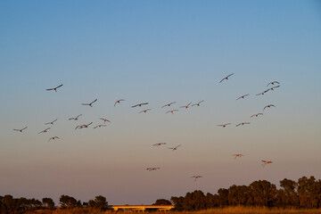 Flamencos en la Albufera de Valencia (España)