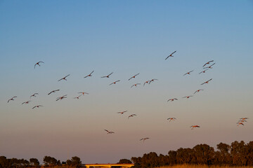 Flamencos en la Albufera de Valencia (España)
