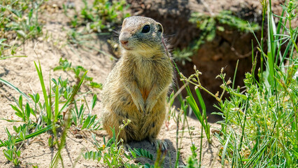 Naklejka na ściany i meble Ground squirrel (Gopher) colony in the Radouč National Nature Reserve near Mladá Boleslav