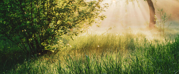 Scenic sunny natural green background. Green grass close-up in sunny day with copy space. Sunshine on beautiful contrast grass. Morning nature with sunbeams. Backdrop of rich vegetation in sunlight.