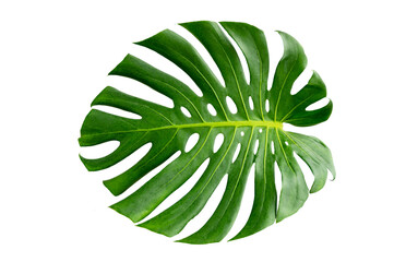 Monstera leaves leaves with Isolate  Leaves on transparent background PNG file