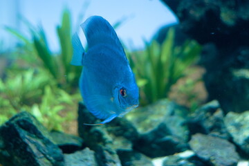 ブルーディスカス