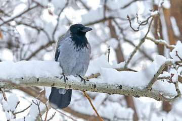Obraz premium Crow in winter on a tree branch close-up.