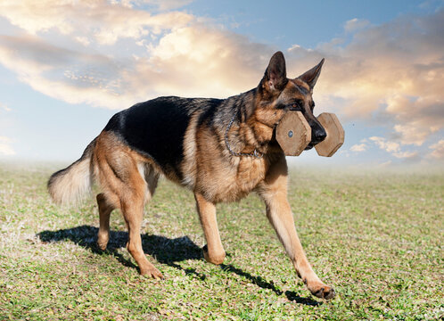 training of german shepherd