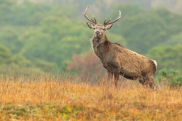 Red Deer stag alert and facing front in Autumn with golden grasses, Strathconon Estate, Scottish Highlands.  Scientific name: Cervus elaphus.  Blurred background.  Space for copy.