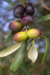 Ripening Olive cluster