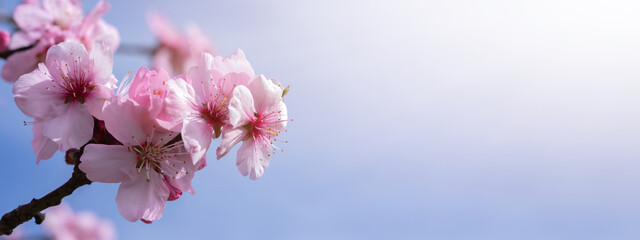 Soft almond blossom flowers bloom spring background - Closeup of beautiful blooming almond trees...
