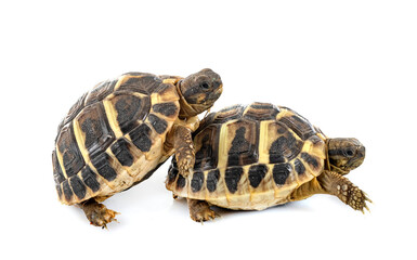 Hermann s tortoise in studio