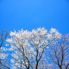 Naklejka premium 雲一つない青い空に美しく咲く桜