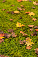 日本　京都府京都市の二ノ瀬にある白龍園の庭園　苔の上の紅葉の落葉