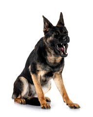 young german shepherd