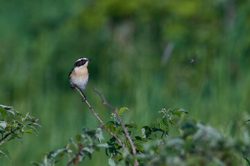 Braunkehlchen Männchen	