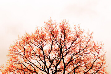 Orange colored silhouette of a bare tree with white background