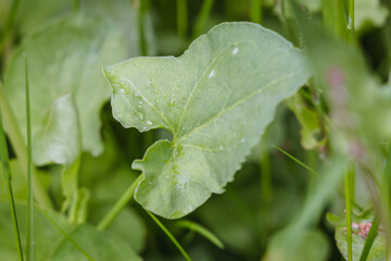 Rumex scutatus commonly known as French sorrel leaves