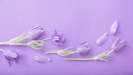 spring purple flowers on purple paper background